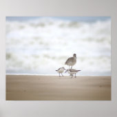 Sandpiper met twee zanderlings op de strand 16x20 poster (Voorkant)