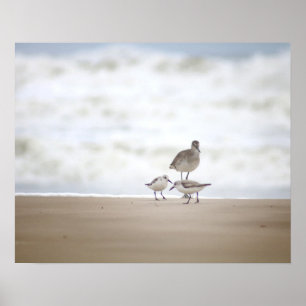 Sandpiper met twee zanderlings op de strand 16x20 poster