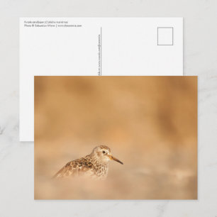 Sandpiper Natuur Foto Briefkaart