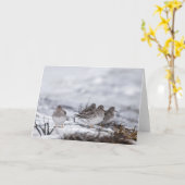 Sandpiper Natuur Foto Kaart (Gele Bloem)