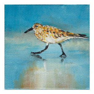 Sandpiper Shorebird Glossy Perfect Poster