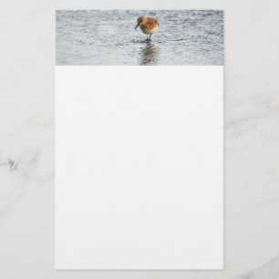 Sandpiper vogel foto briefpapier