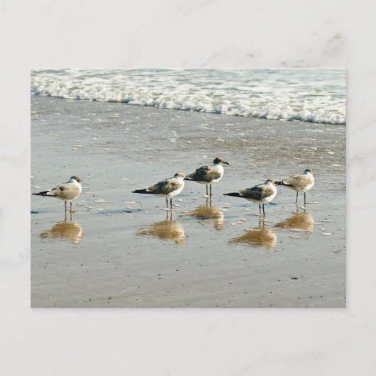Sandpipers aan de rand van de oceaan briefkaart (Voorkant)