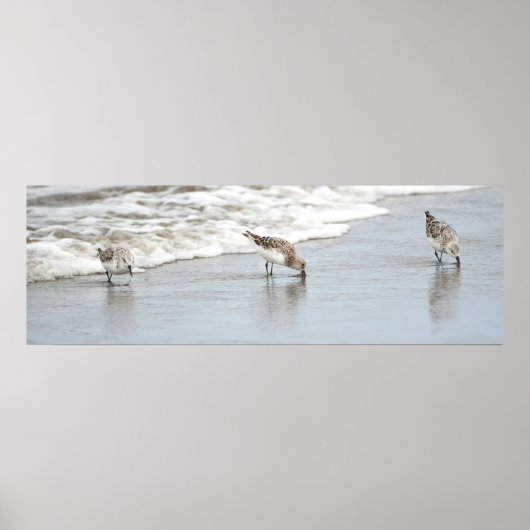 Sandpipers op het Poster Beach Photo Print (Voorkant)