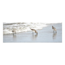 Sandpipers sur la plage Grande photo