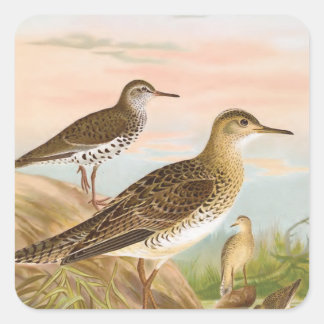 Sandpipers  Vogelillustratie Vierkante Sticker
