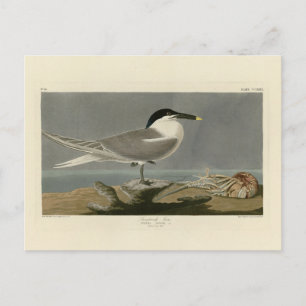 Sandwich (Cabot) Tern, Audubon Birds of America Briefkaart