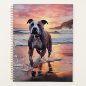 Sandy American Staffordshire Dog on Beach Sunset (Devant)