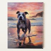 Sandy American Staffordshire Dog on Beach Sunset (Dos)