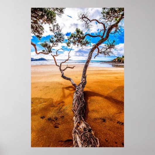 Sandy Bay Pohutukawa Tree Poster (Voorkant)