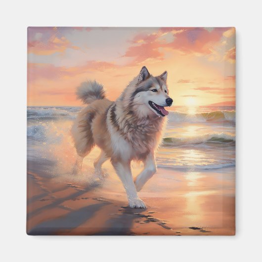 Sandy Paws Alaskan Malamute Hond op Strand Zonsond Magneet (Voorkant)