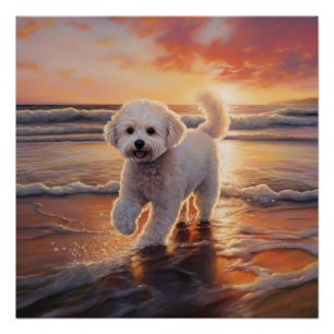 Sandy Paws Bichon Frise-hond op strand bij zonsond Perfect Poster