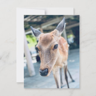 Sanftes Nara Reh Japan Wildlife Briefkaart