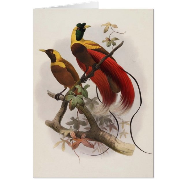 Sanguinea d'Elliot - de Paradisea - oiseau du (Devant)