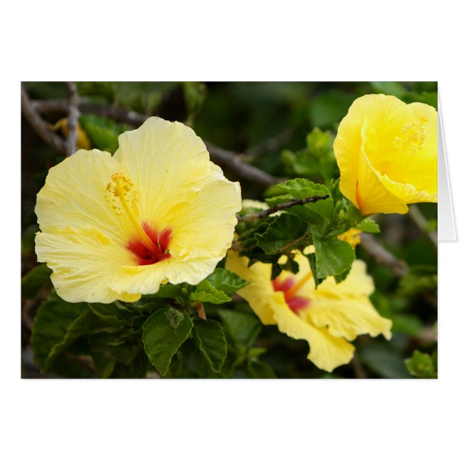 Sanibel (Voorkant Horizontaal)