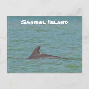 Sanibel Dolphin Briefkaart