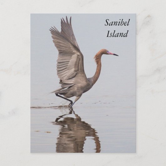 Sanibel Reddish Egret Briefkaart (Voorkant)