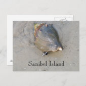 Sanibel Shell Briefkaart (Voorkant / Achterkant)