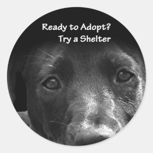 sans-abri chien adoption autocollants chien