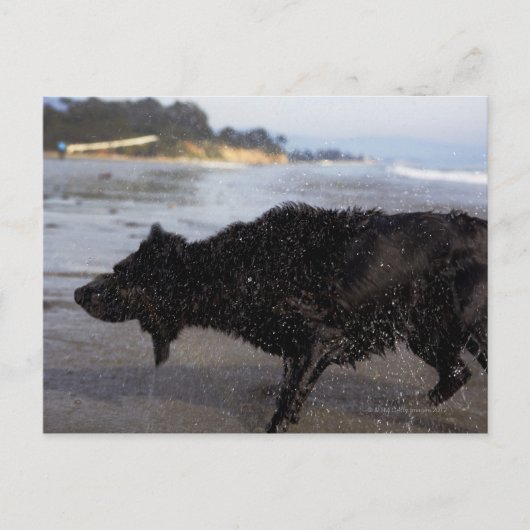 Santa Barbara, Californië, VS Briefkaart (Voorkant)