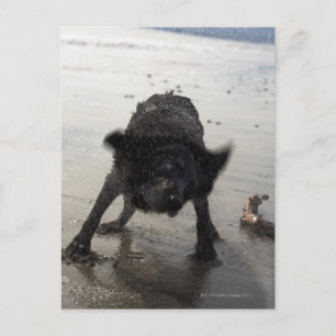 Santa Barbara, Californië, VS Briefkaart