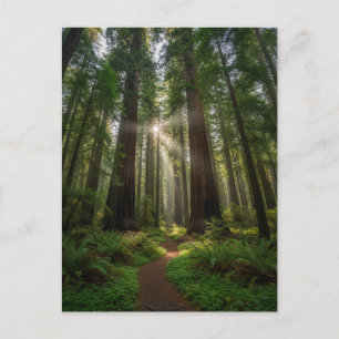 Santa Cruz Californië Reuzenbomen Briefkaart