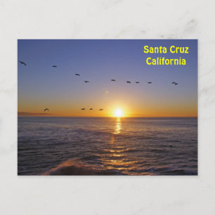 Santa Cruz Pelicans op het Briefkaart van de zon