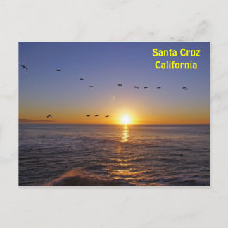 Santa Cruz Pelicans op het Briefkaart van de zon