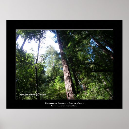 "Santa Cruz Redwoods" Poster (Voorkant)