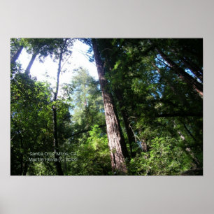 Santa Cruz Redwoods Print - Selecteer uw Lijst