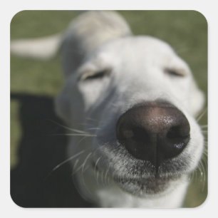 Santa Fe, New Mexico Vierkante Sticker