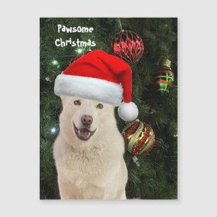 Santa Paws - Kristal the Husky Dog Kerstmis
