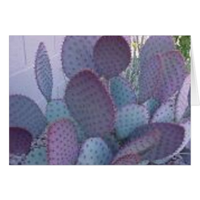 santa rita cactus (Voorkant Horizontaal)