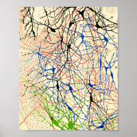 Santiago Ramón Y Cajal Nerve Cells
