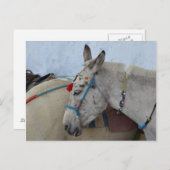 Santorini Donkey Briefkaart (Voorkant / Achterkant)
