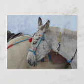 Santorini Donkey Briefkaart (Voorkant)