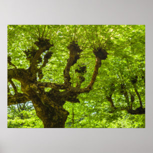 Sao Miguel-eiland Poster