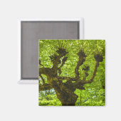 Sao Miguel Island Magneet (Voorkant / Achterkant)