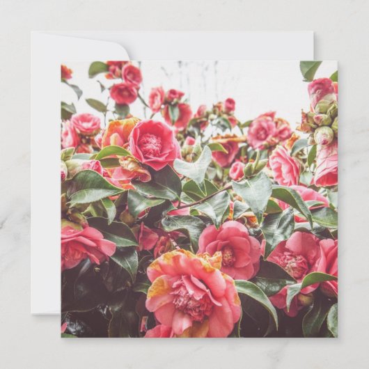 Saphir Or | Carte Carrée Plate avec Enveloppe (Devant)