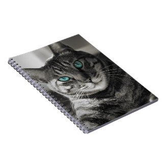 Sapphire Soul Stille Blik Tabby Kat Portret Spira Notitieboek