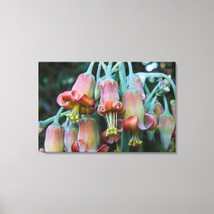 Sappige Echeveria-bloesems Canvas Afdruk