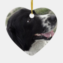 Sara Bulgaria Shepherd Dog