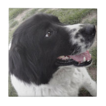 Sara Bulgaria Shepherd Dog