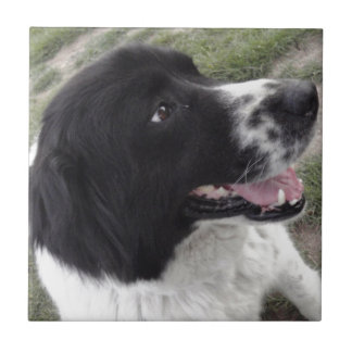 Sara Bulgaria Shepherd Dog Tegeltje