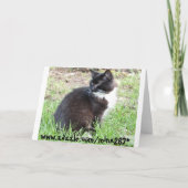Sarcastische Tuxedo Kitten Verjaardag Kaart (Achterkant)