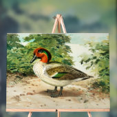 Sarcelle à ailes vertes (Neutre)