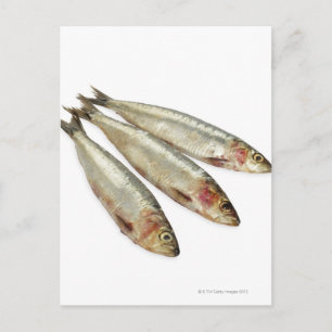 Sardines (loods) briefkaart