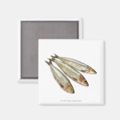 Sardines (loods) magneet (Voorkant / Achterkant)