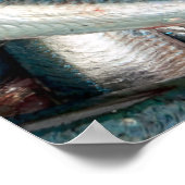 sardines, vers poster (Hoek)