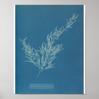 Sargassum bacciferum door Anna Atkins Poster